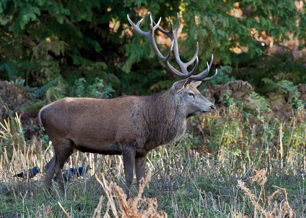 Red Deer