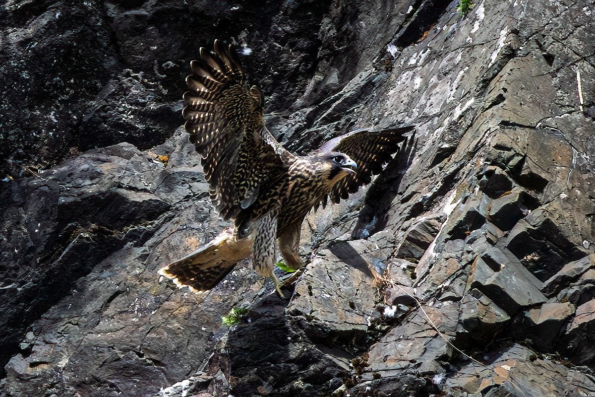 Peregrine Falcon