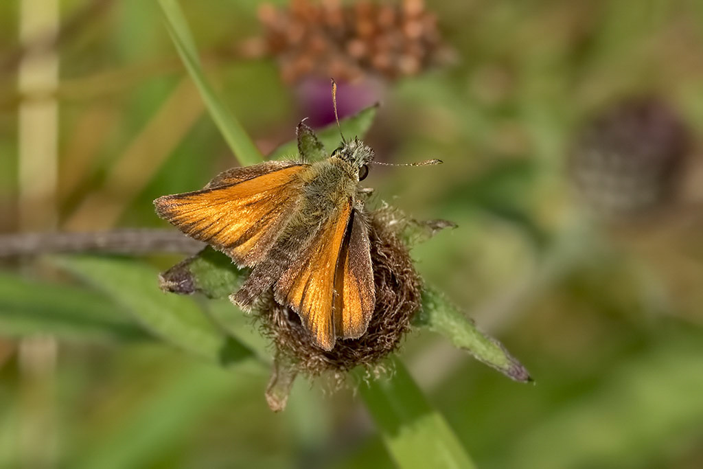 Essex Skipper