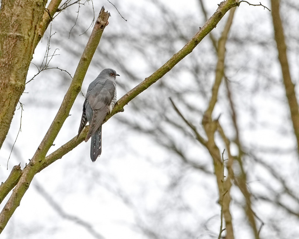 Cuckoo