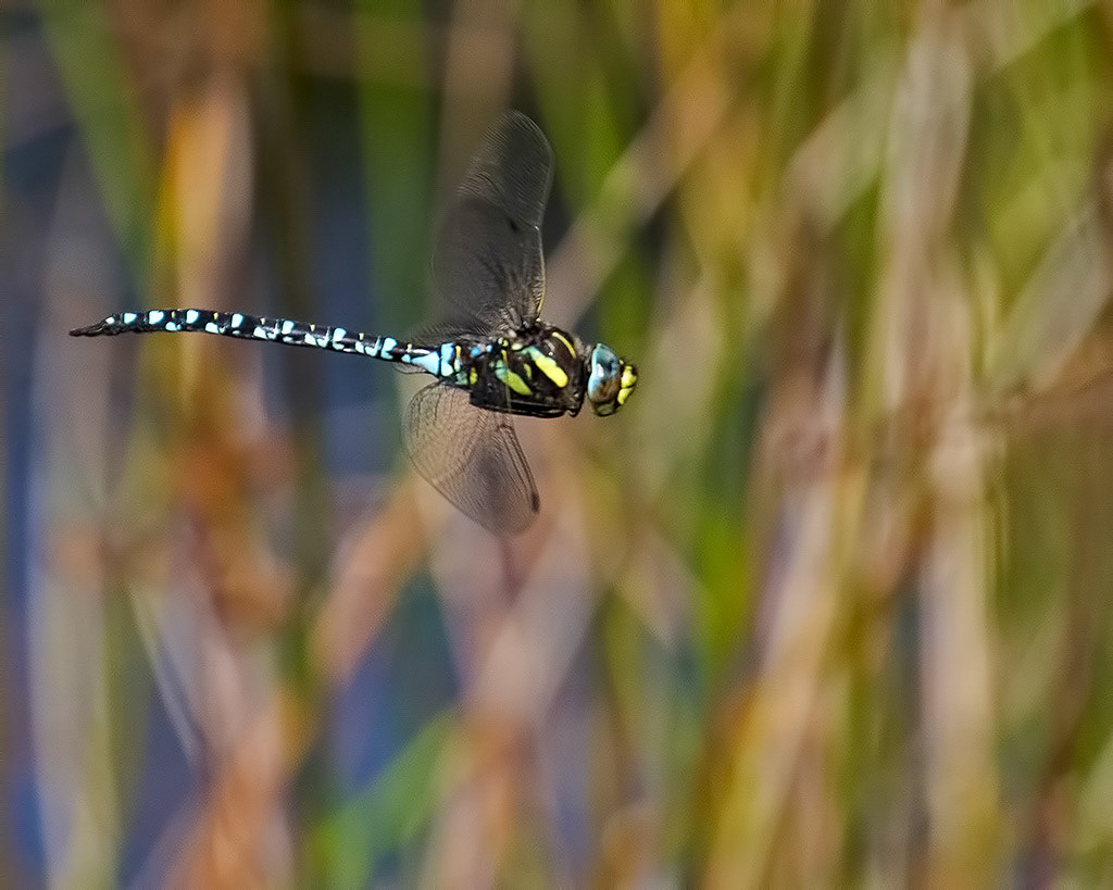 Common Hawker