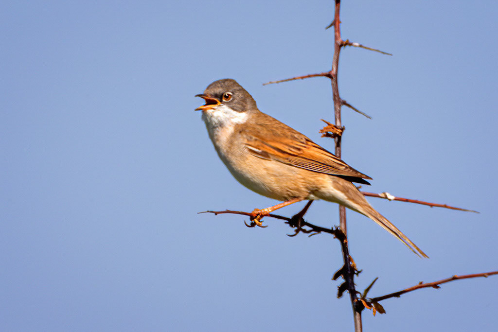 Common Whitethroat