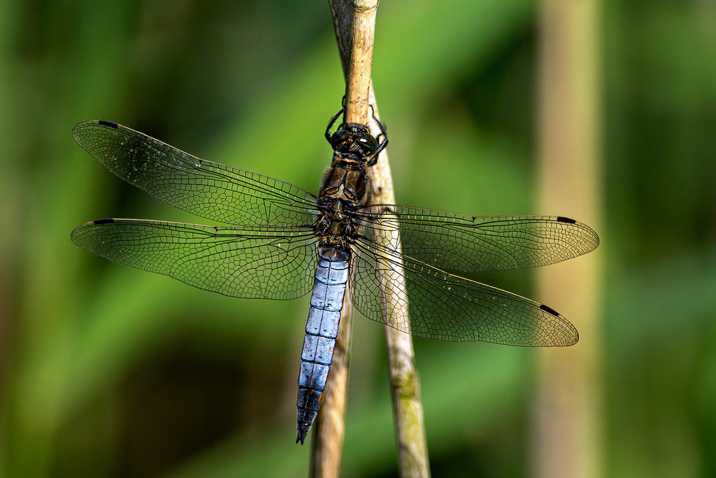 Black-tailed Skimmer