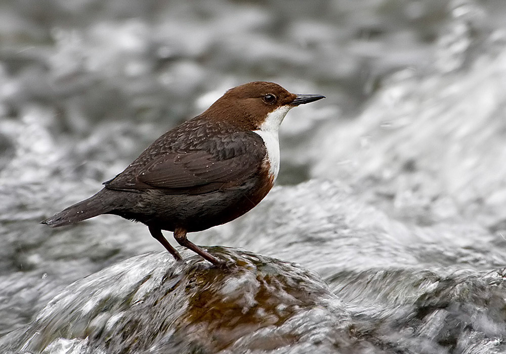 Dipper