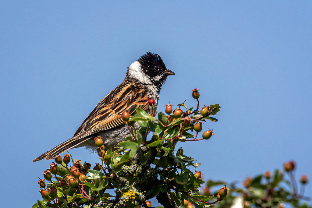 Reed Bunting