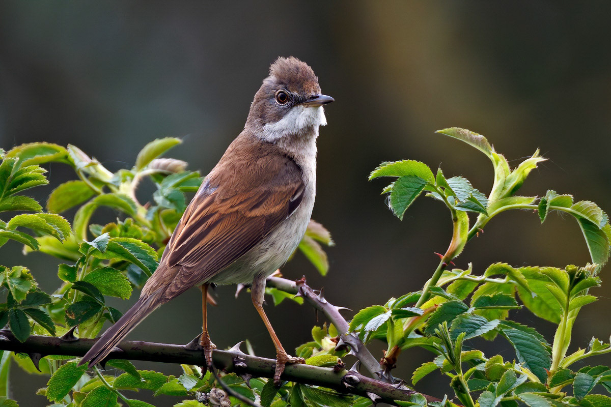 Common Whitethroat