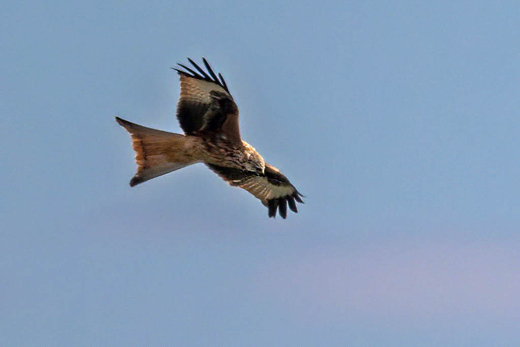Red Kite