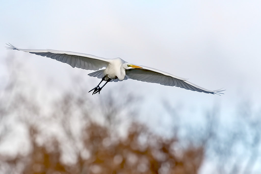 Great White Egret