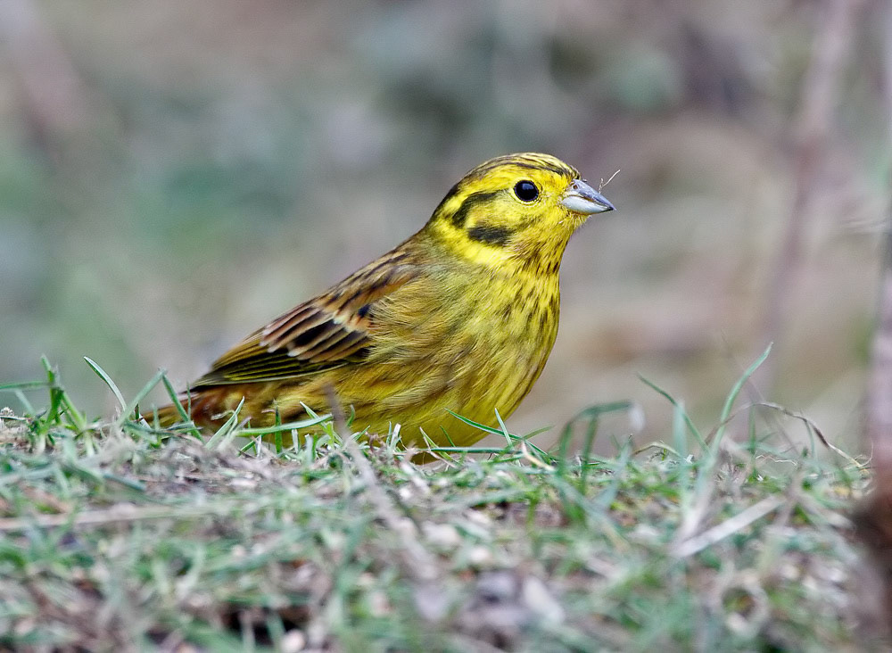 Yellowhammer