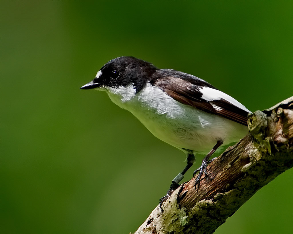 Male Pied Flycatcher