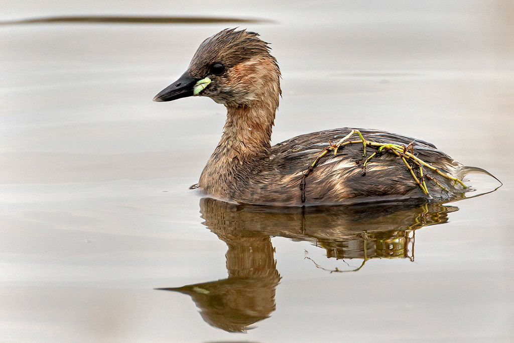 Little Grebe