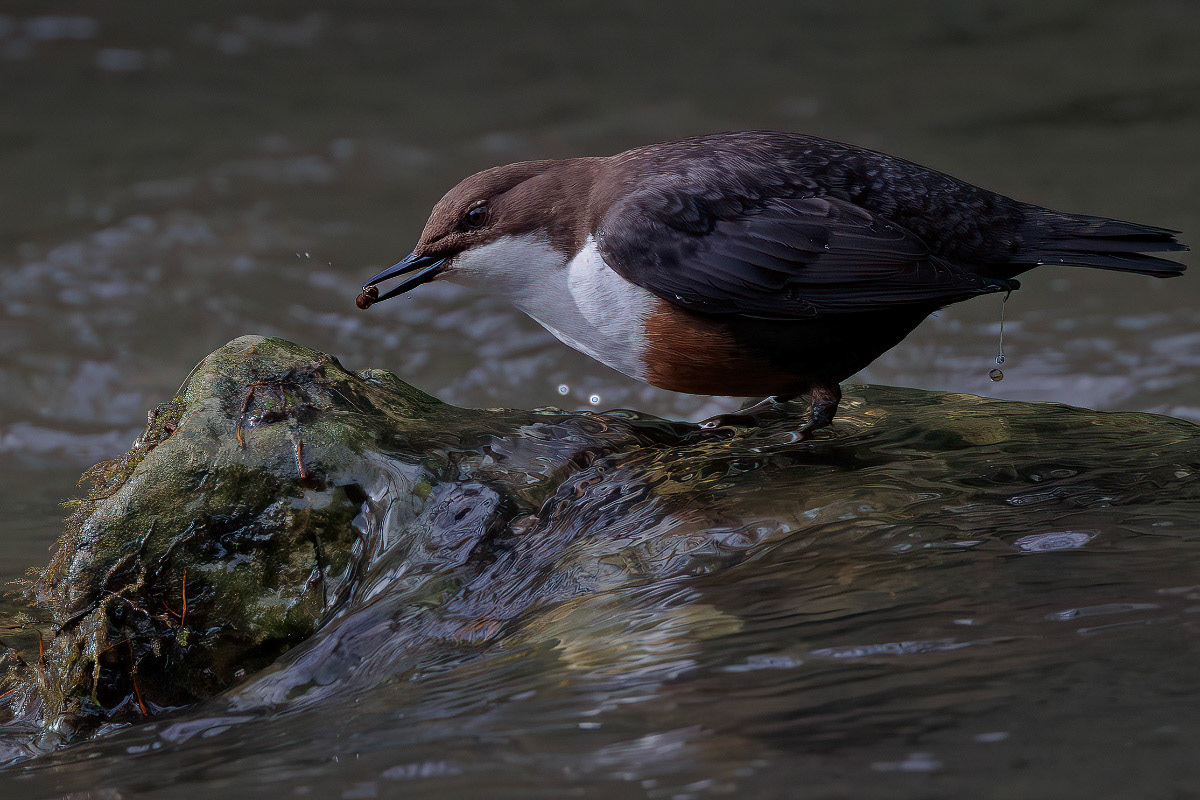 White-throated Dipper