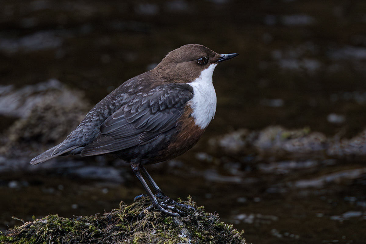 Dipper