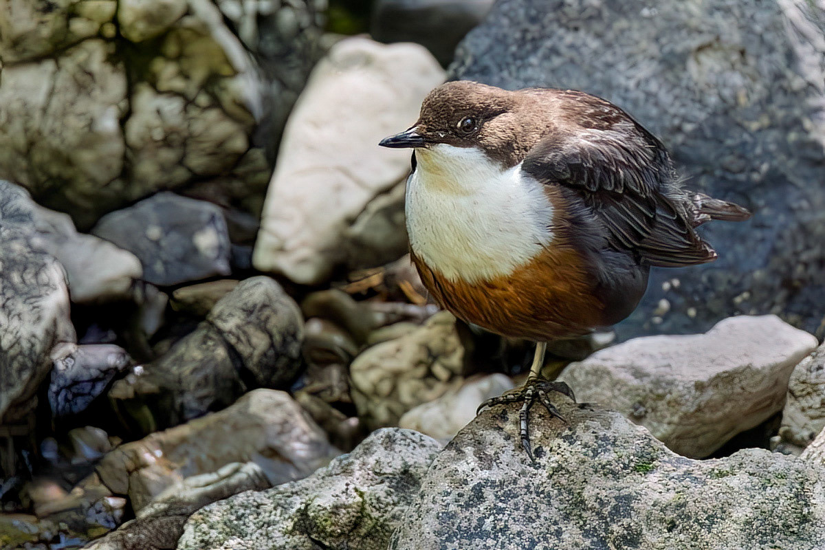 Dipper