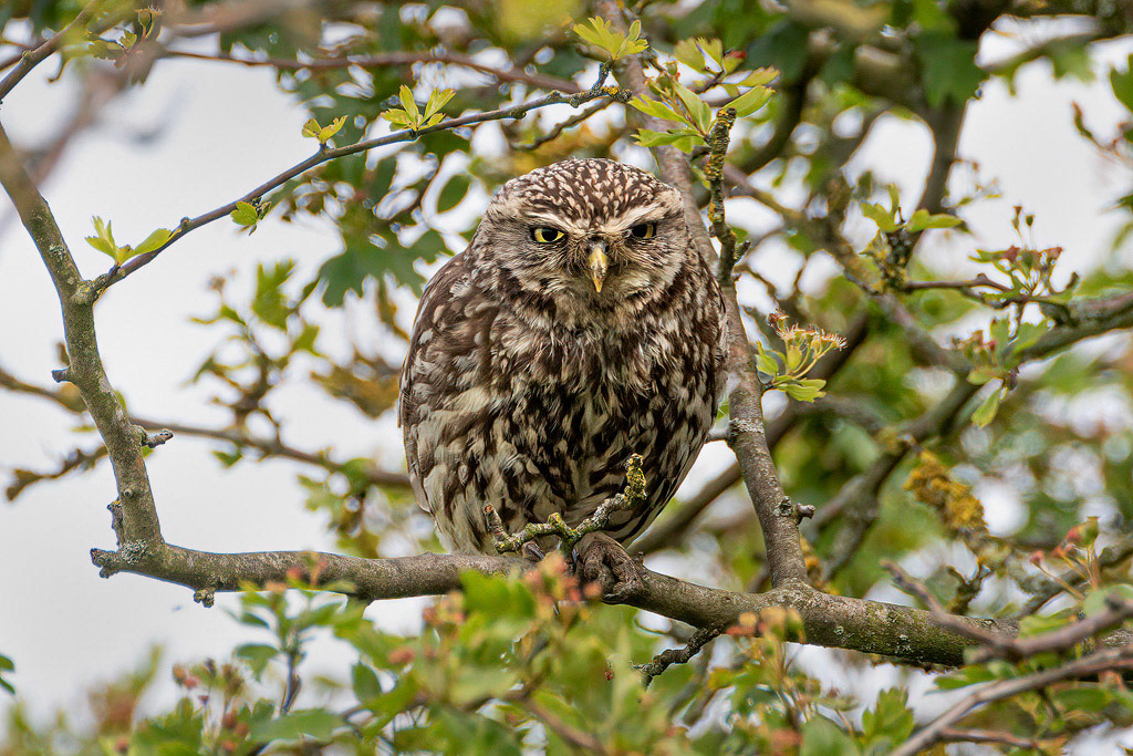 Little Owl