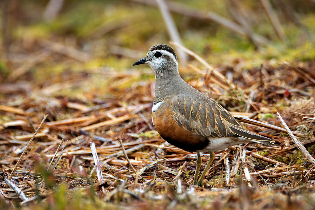 Dotterel