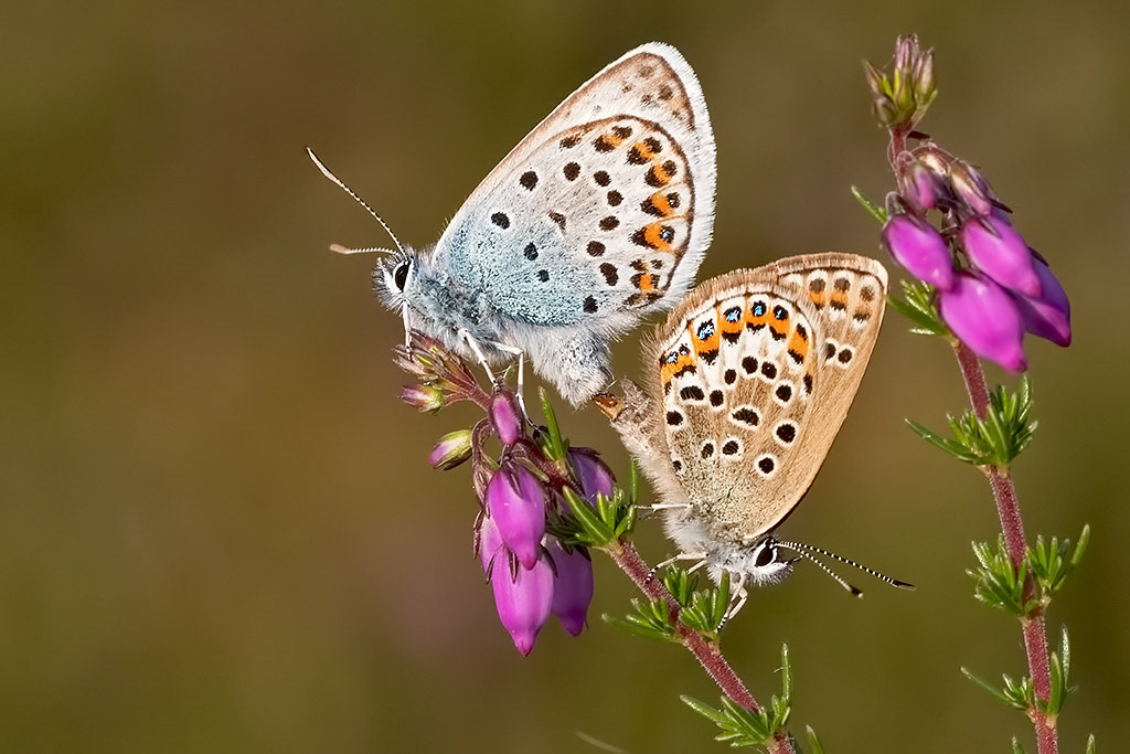 Silver-studded Blue