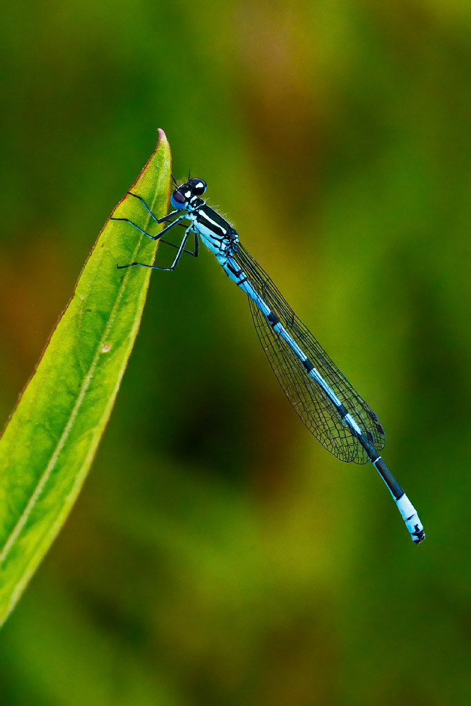 Azure Damselfly