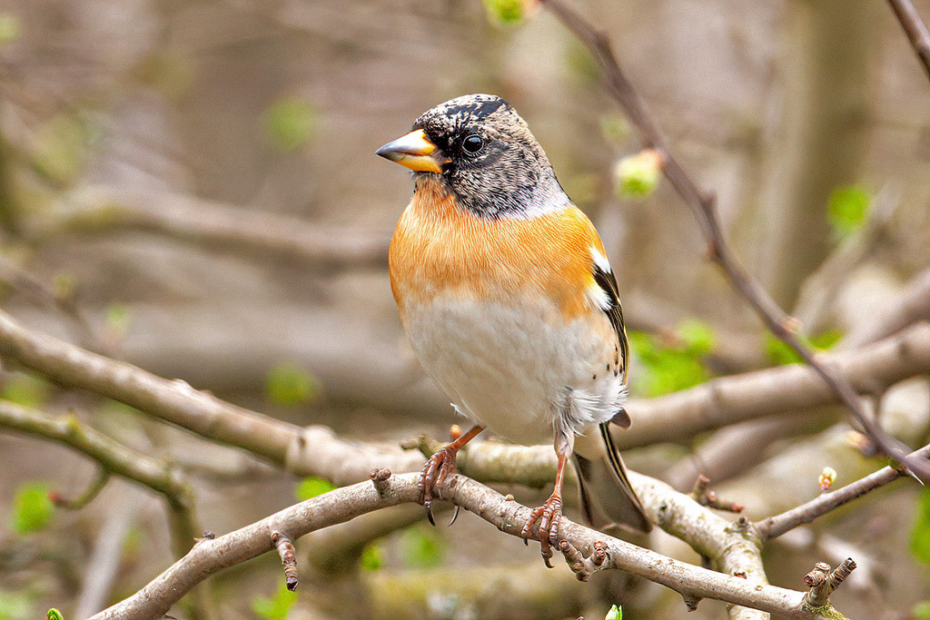 Brambling