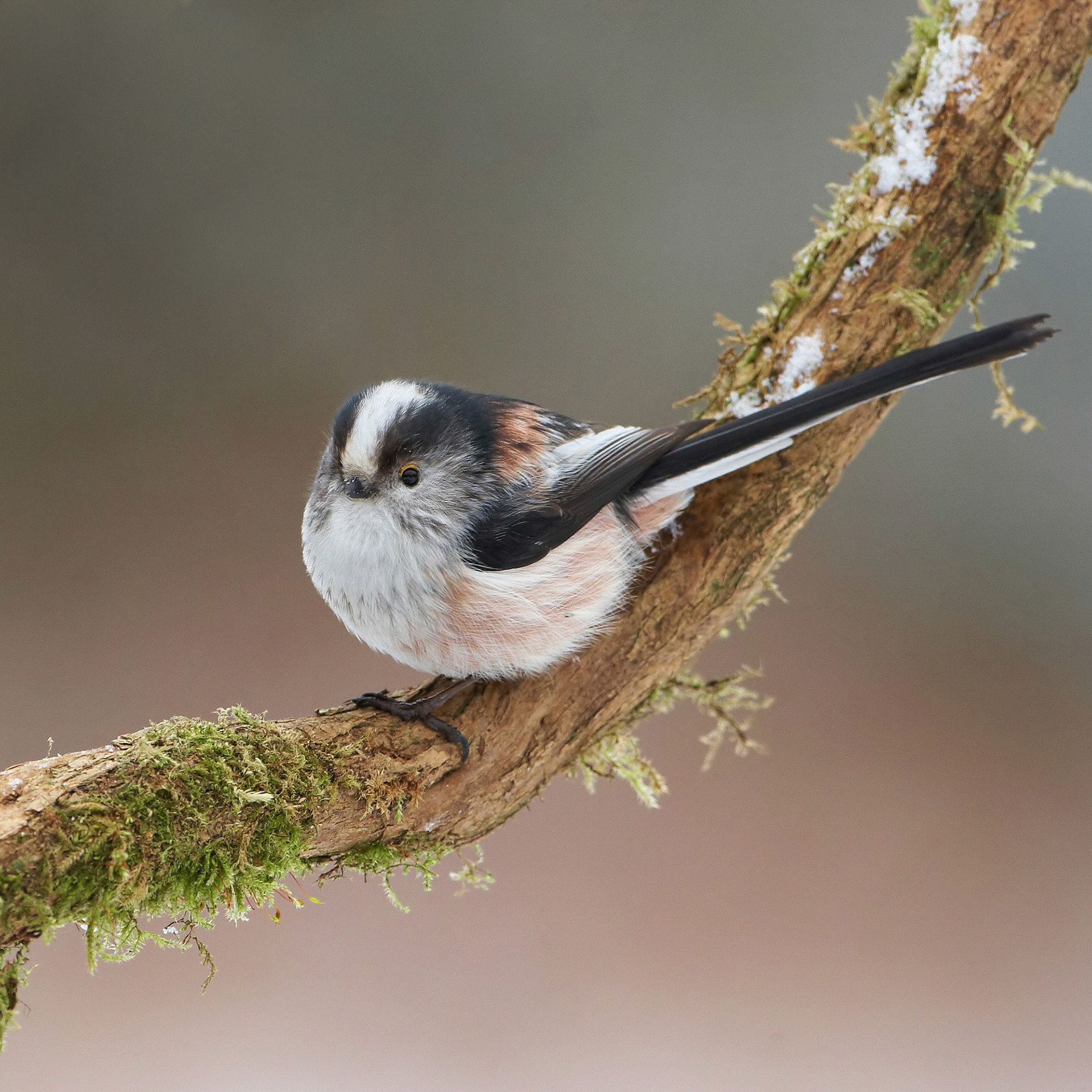 Long-tailed Tit