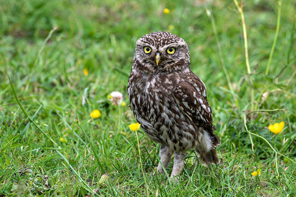 Little Owl