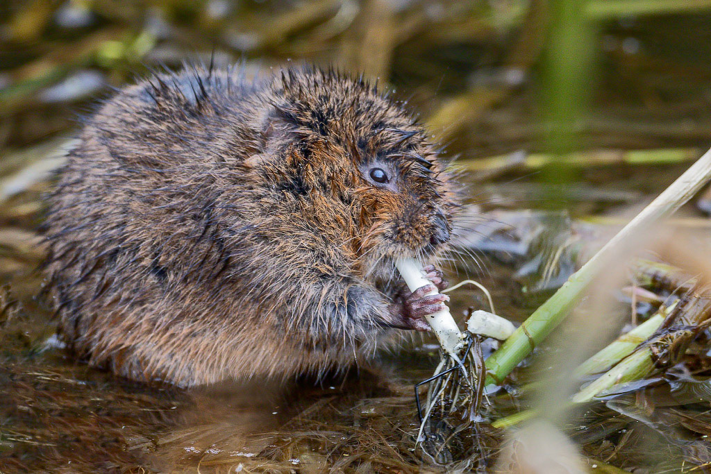 Water Vole