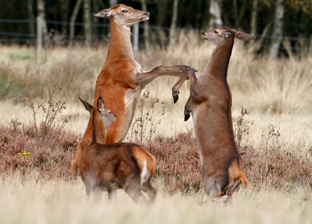 Red Deer