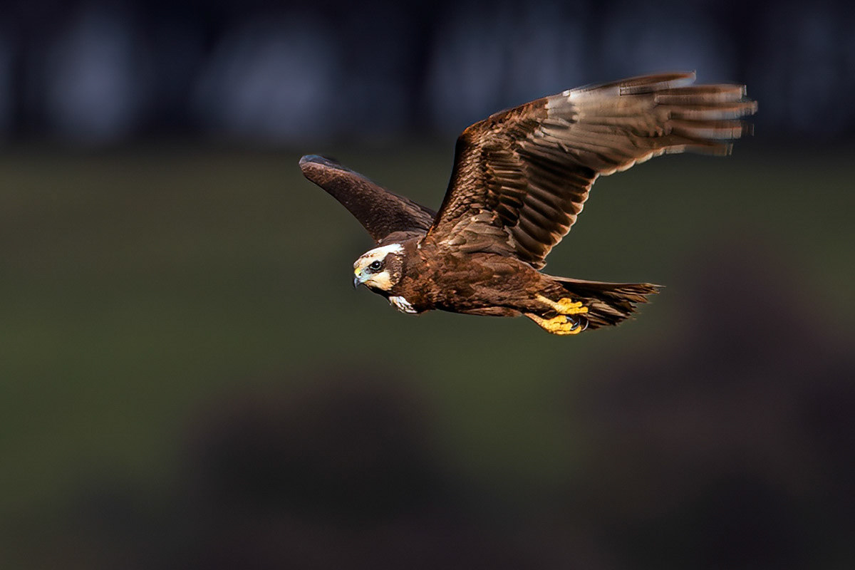 Marsh Harrier