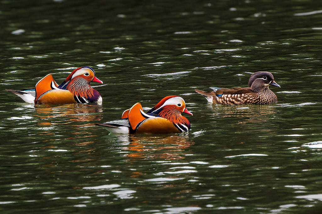 Mandarin Duck