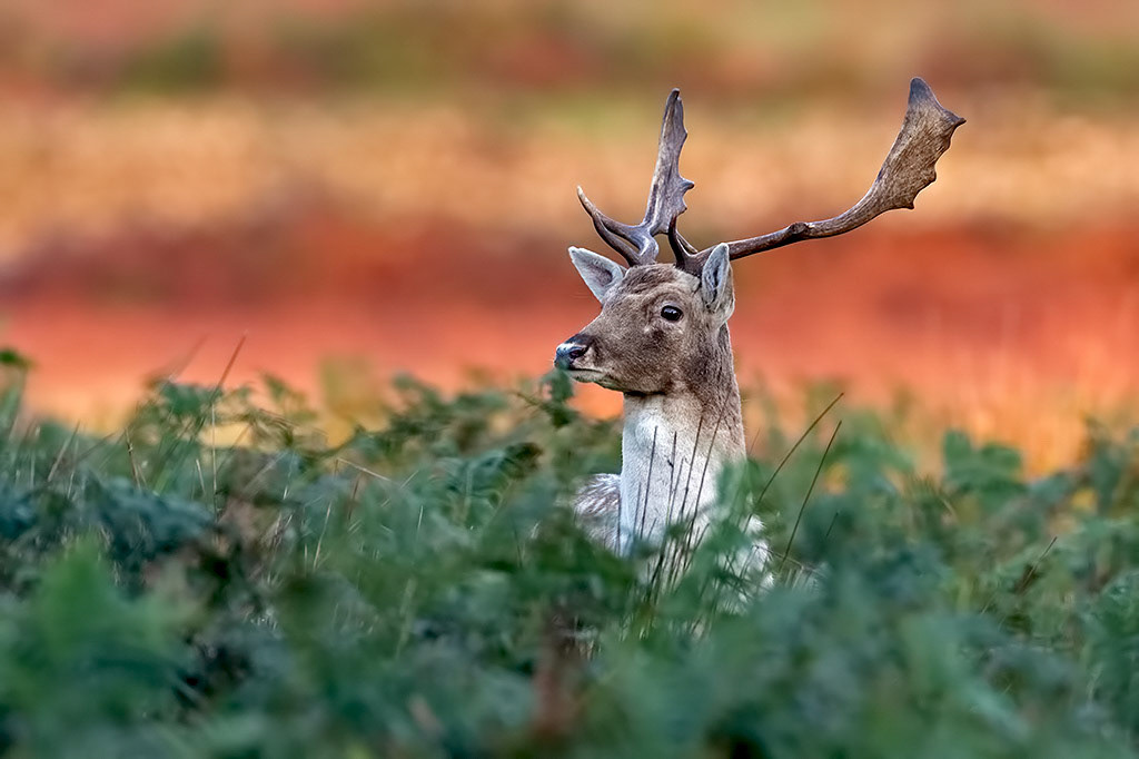 Fallow Deer