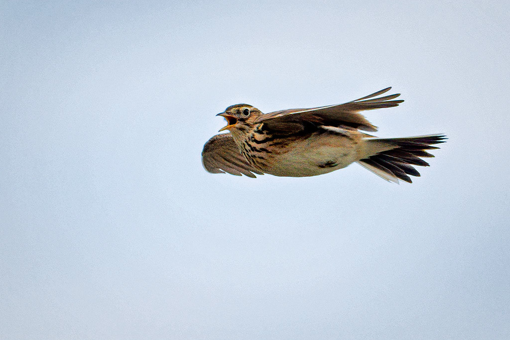 Skylark