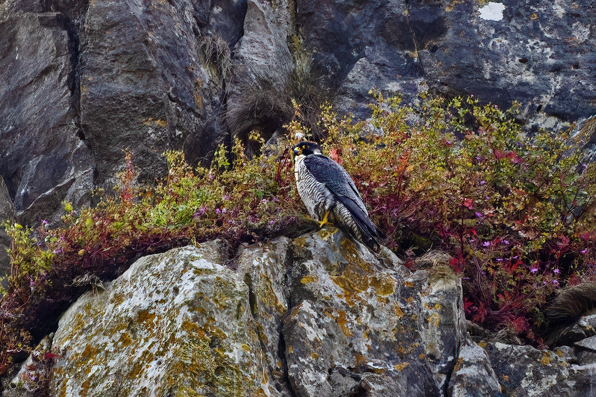 Peregrine Falcon