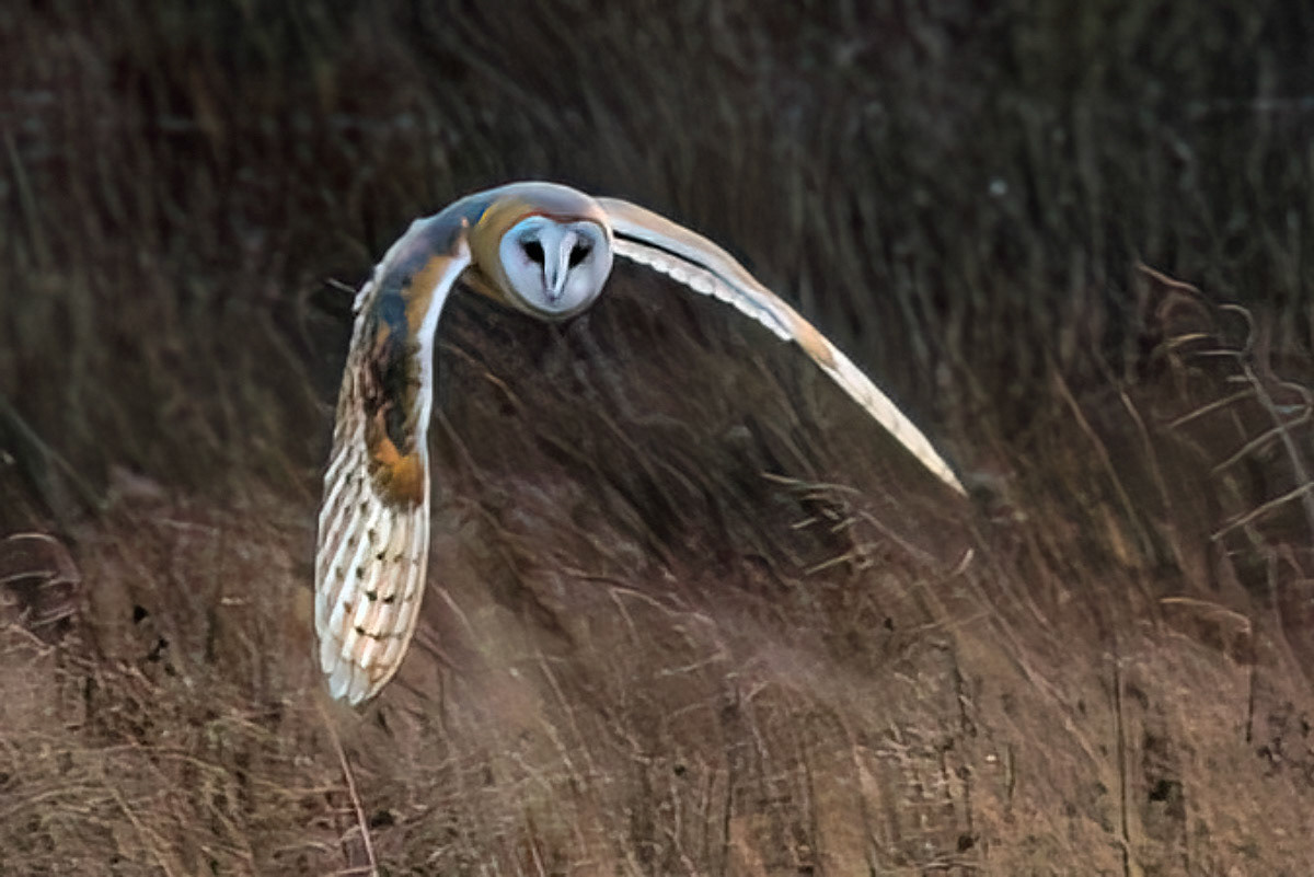 Barn Owl