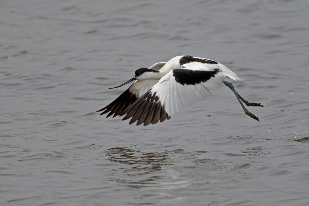 Avocet