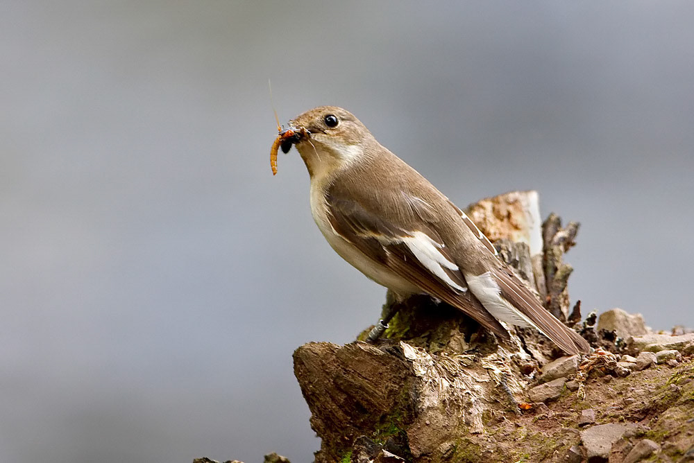 Female Pied Flycatcher