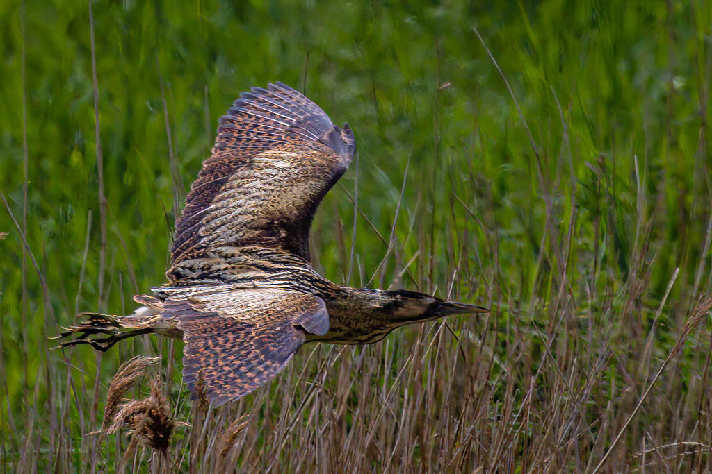 Bittern