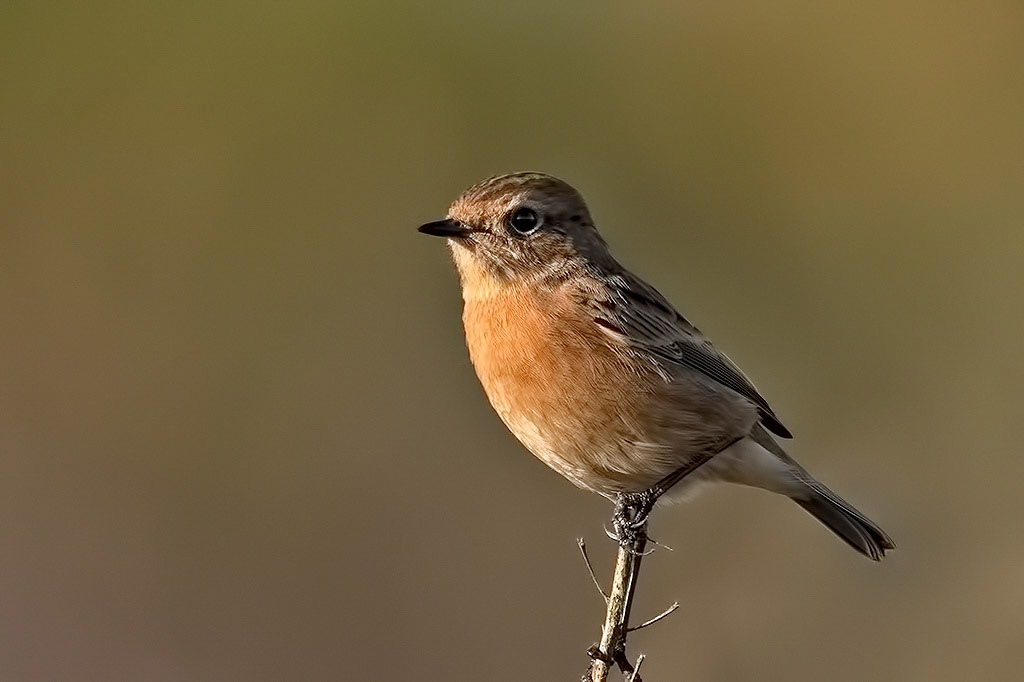 Stonechat
