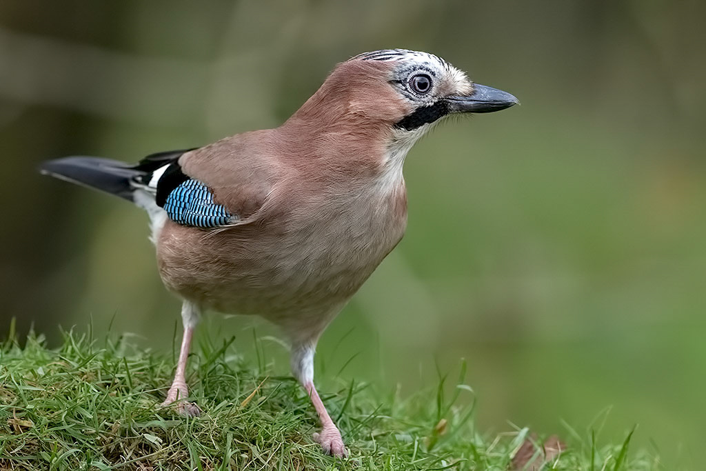 Eurasian Jay