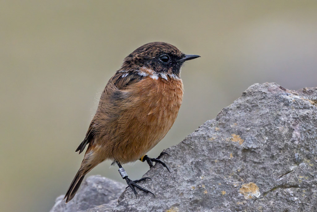 Stonechat