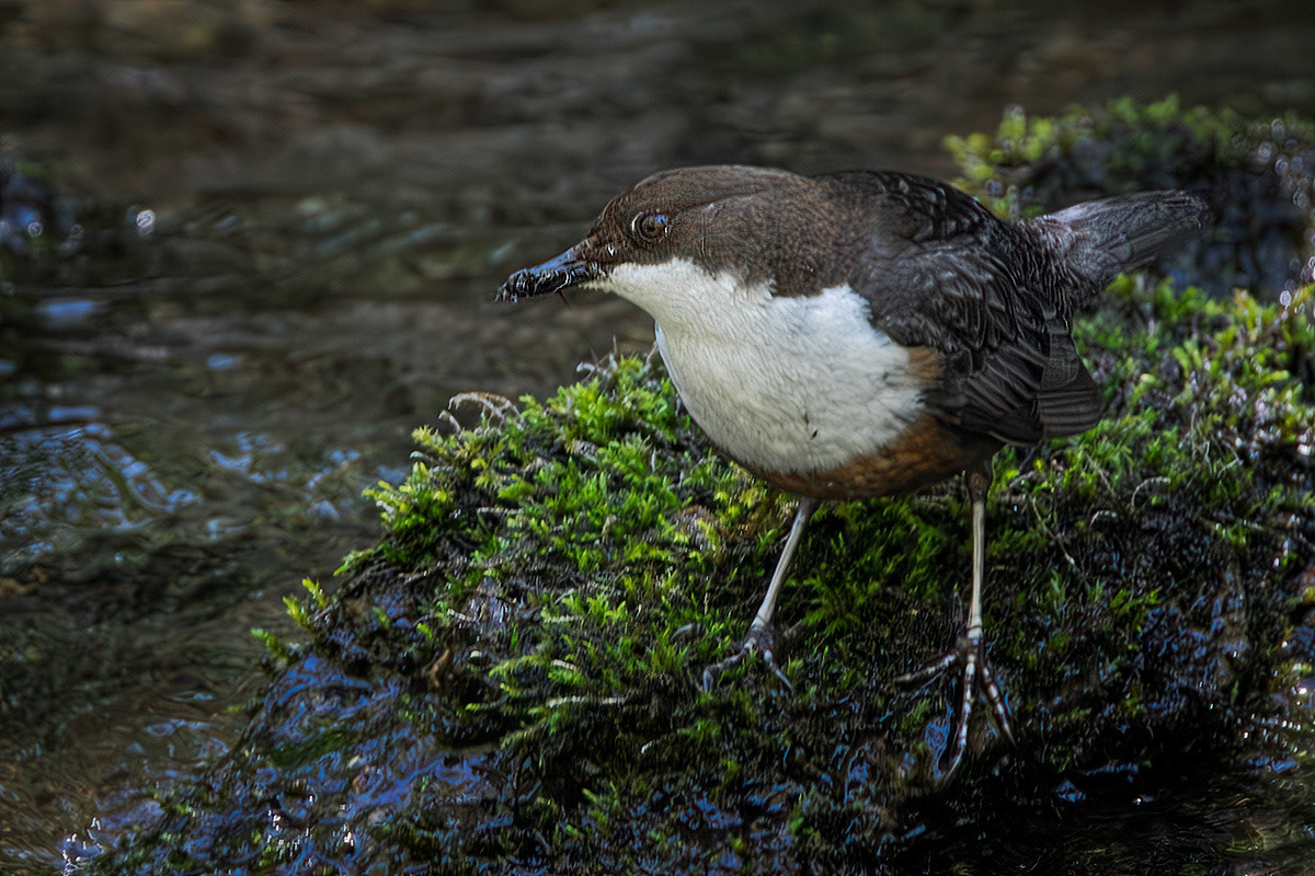 Dipper