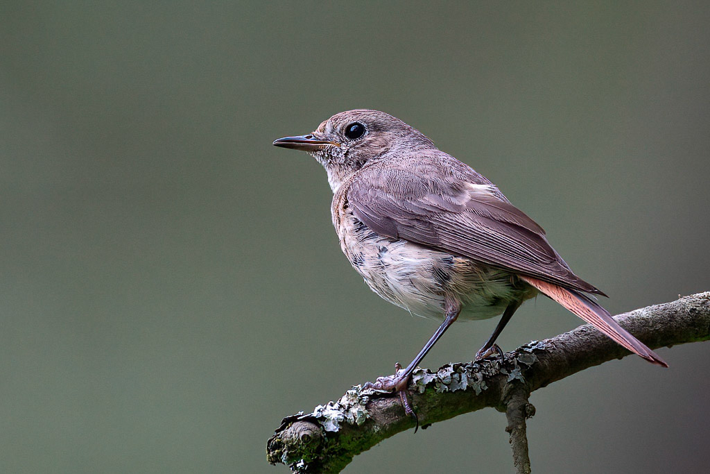 Redstart