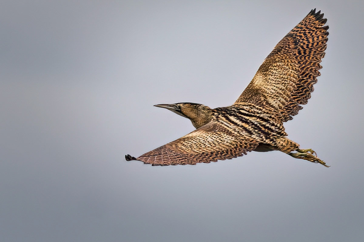 Bittern