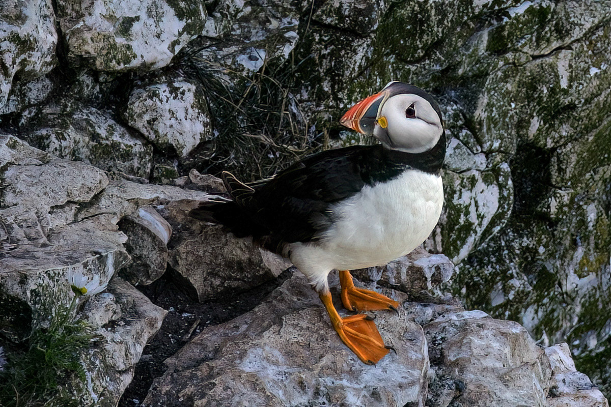 Puffin