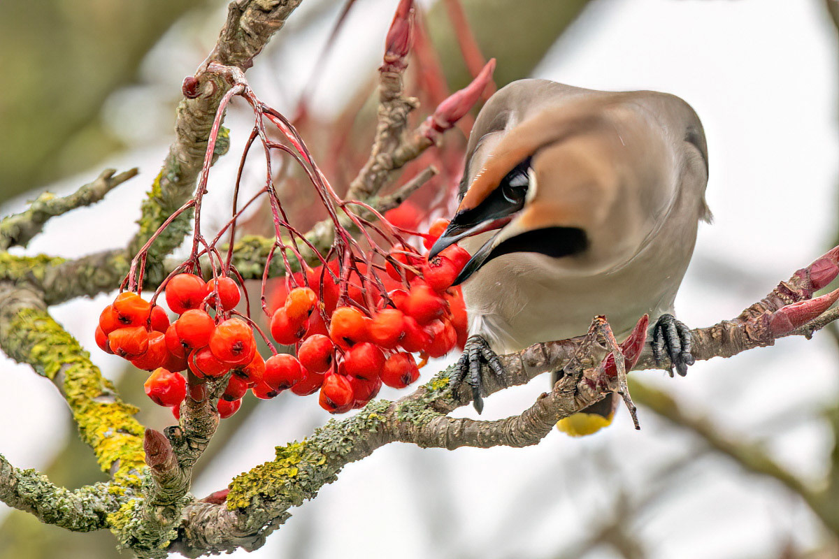 Waxwing