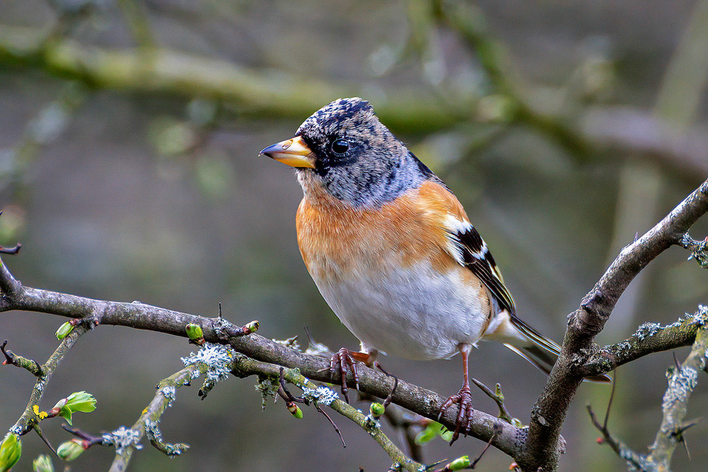 Brambling