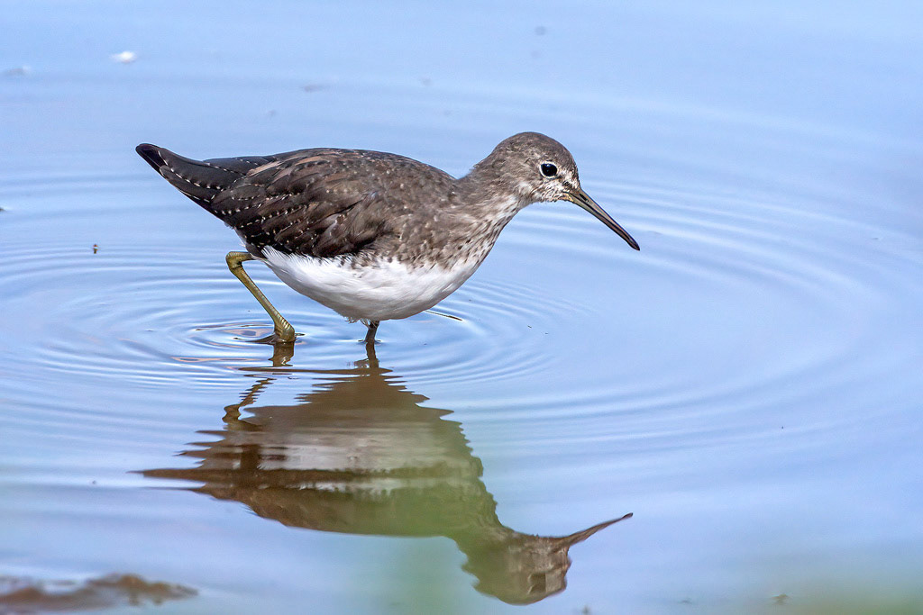 Green Sandpiper