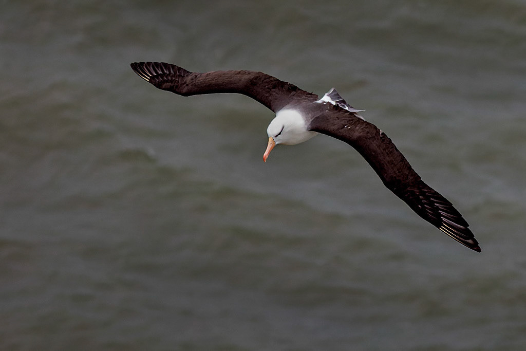 Black-browed Albatross