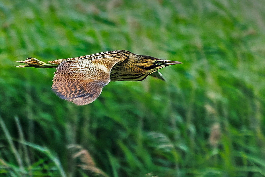Bittern