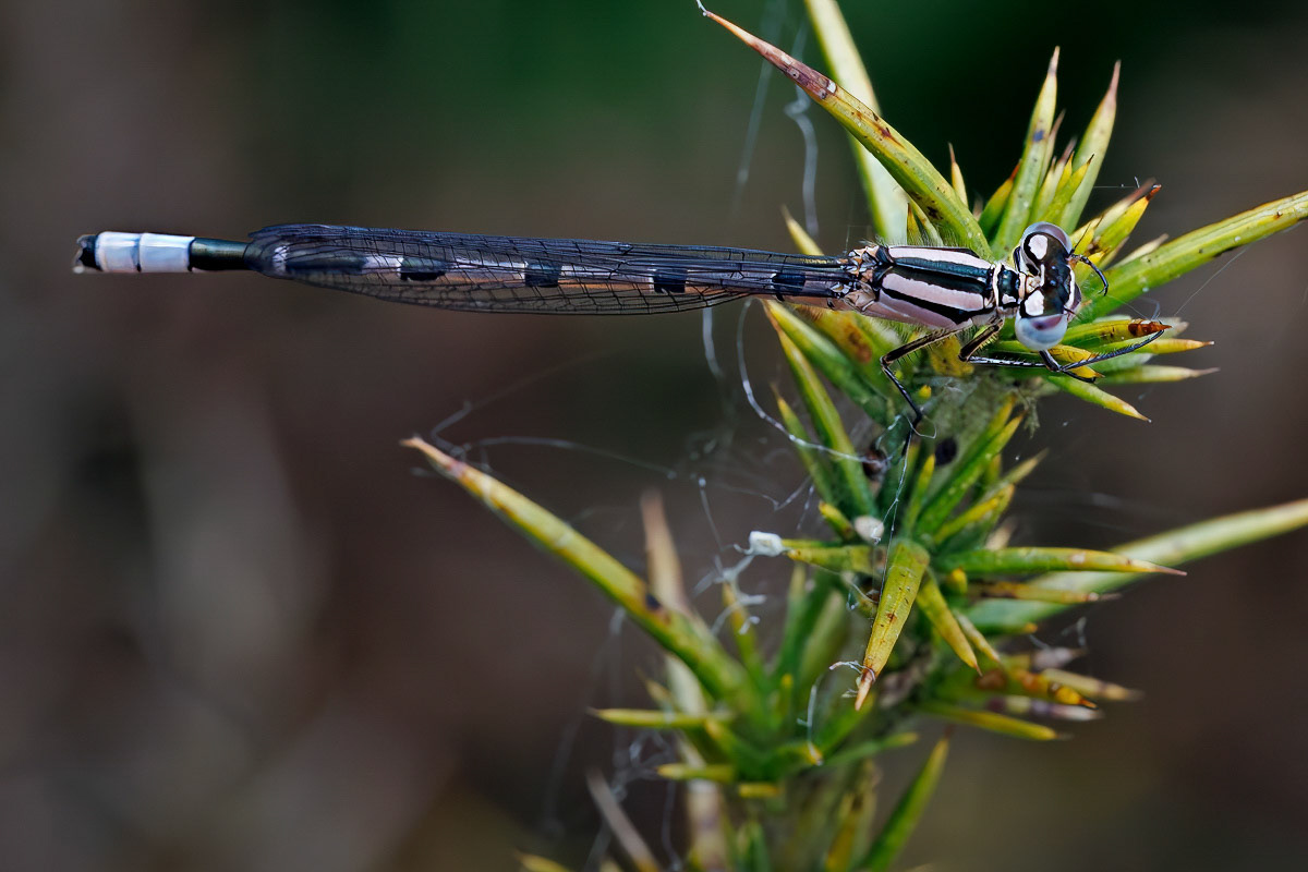 Common Blue Damselfly