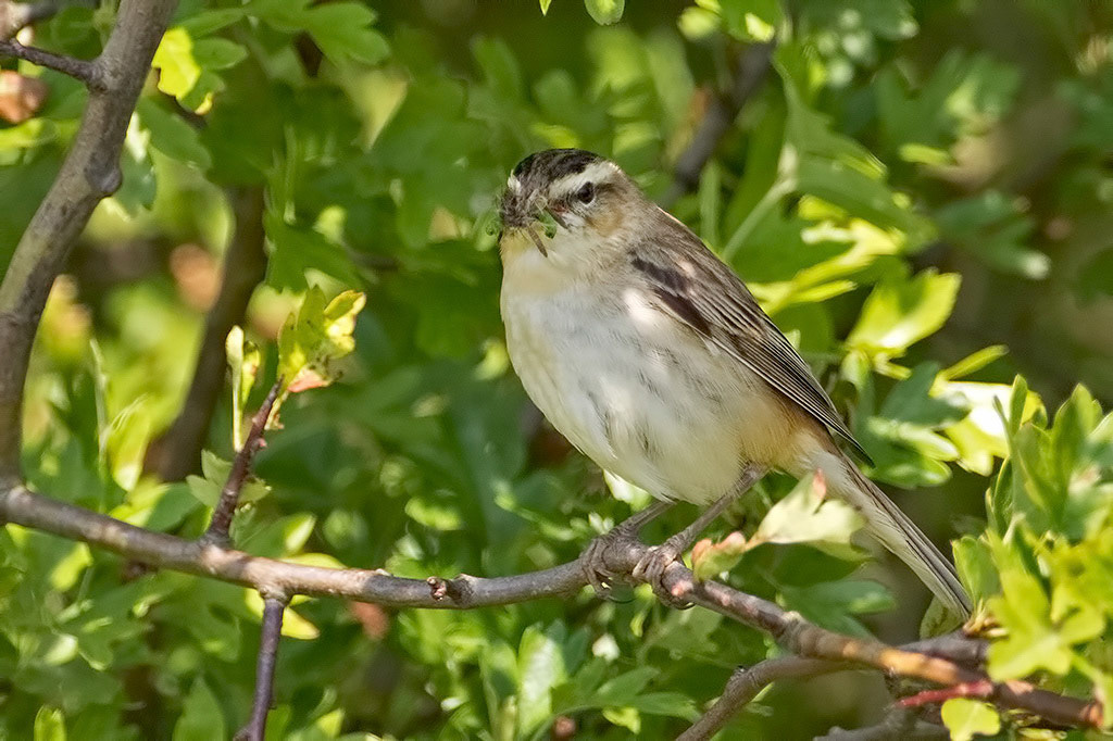 Sedge Warbler